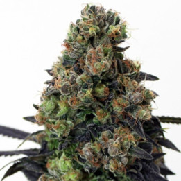 Acid Dough (Ripper Seeds)