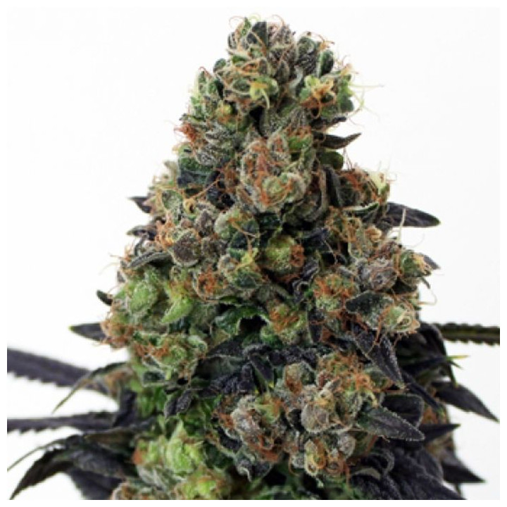 Acid Dough (Ripper Seeds)