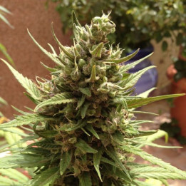Auto Blueberry (Dutch Passion)