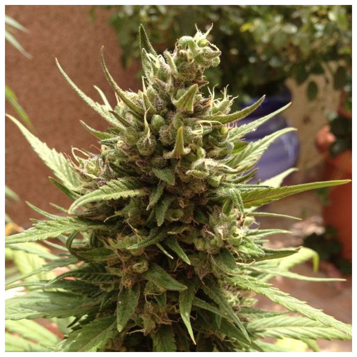 Auto Blueberry (Dutch Passion)