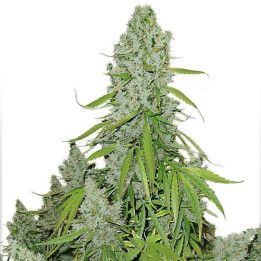 Auto Mazar (Dutch Passion)