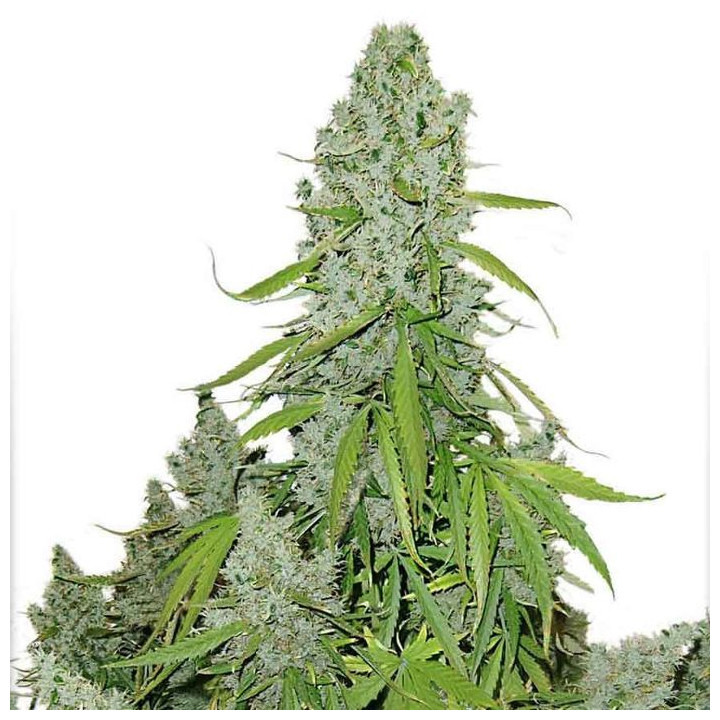 Auto Mazar (Dutch Passion)