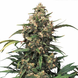 Auto Xtreme (Dutch Passion)