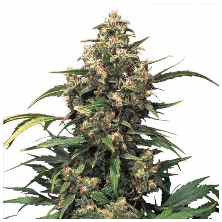 Auto Xtreme (Dutch Passion)