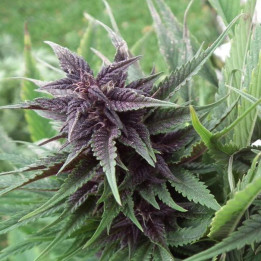 Hollands Hope (Dutch Passion)