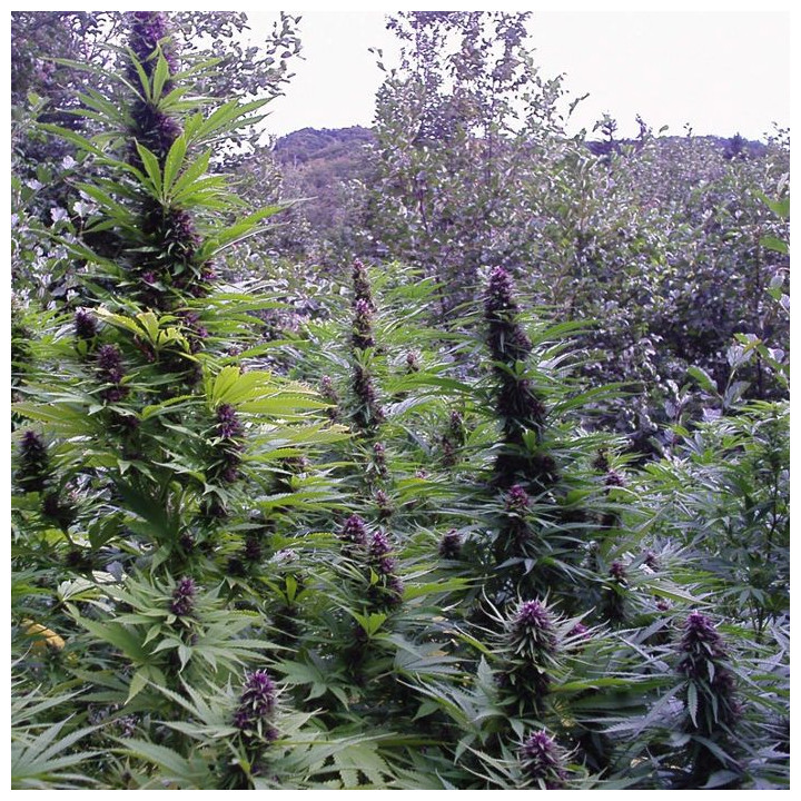 Purple 1 (Dutch Passion)