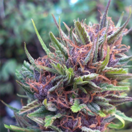 Frisian Dew (Dutch Passion)