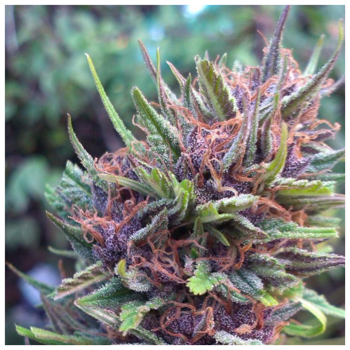 Frisian Dew (Dutch Passion)