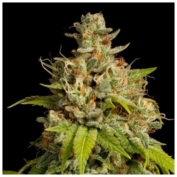 Durban Poison (Dutch Passion)