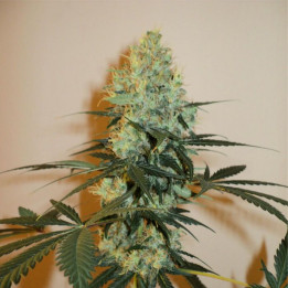 Master kush (Dutch Passion)