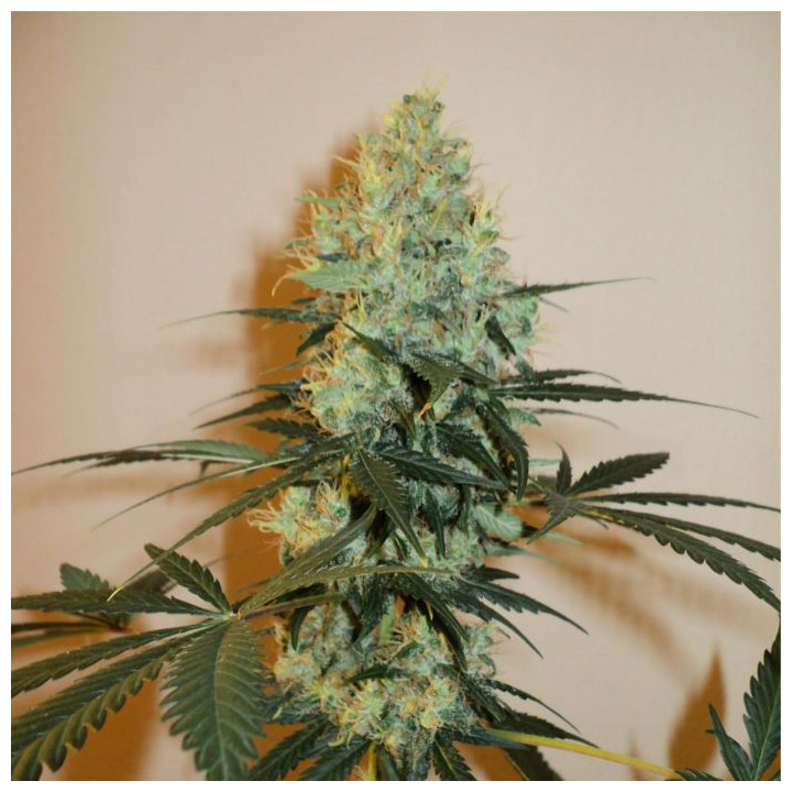 Master kush (Dutch Passion)