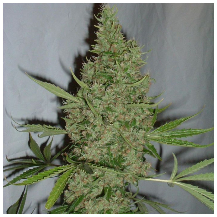 Orange Bud (Dutch Passion)
