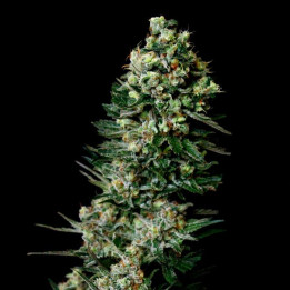 Chocolute F2 (Absolute Cannabis Seeds)