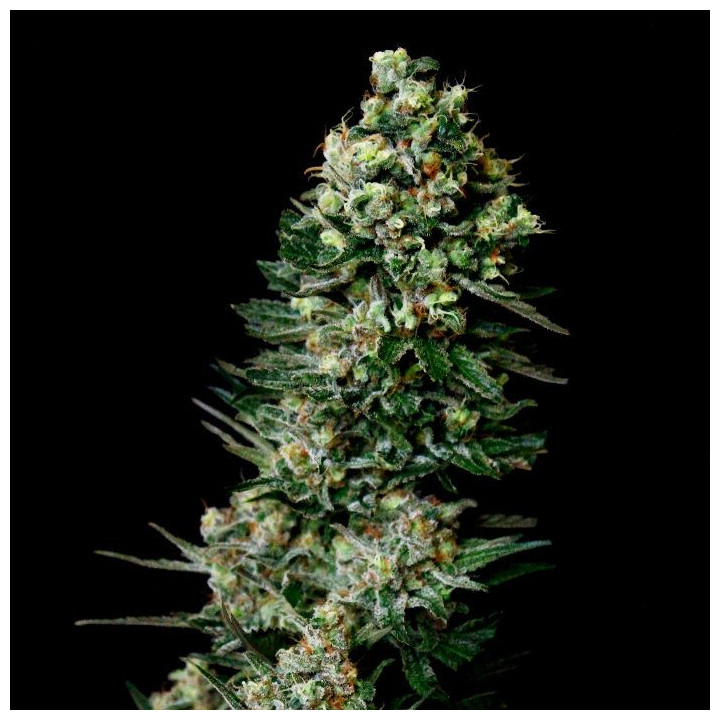Chocolute F2 (Absolute Cannabis Seeds)