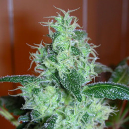 Skunk 11 (Dutch Passion)