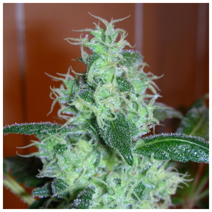 Skunk 11 (Dutch Passion)