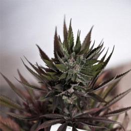 Blueberry (Dutch Passion)