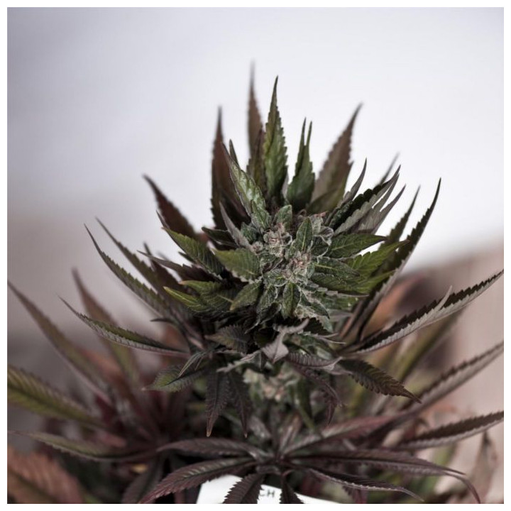 Blueberry (Dutch Passion)