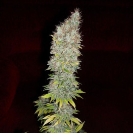 Jorge´s Diamonds 1 (Dutch Passion)