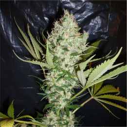Withe Widow x The Ultimate (Dutch Passion)