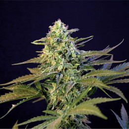 Mamba Negra (Blimburn Seeds)
