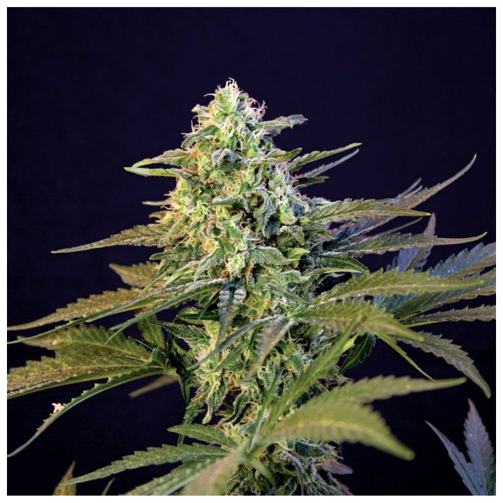Mamba Negra (Blimburn Seeds)