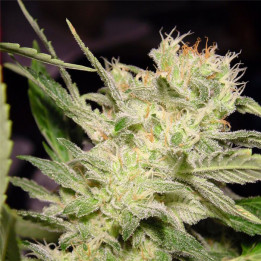 Belladona (Paradise Seeds)