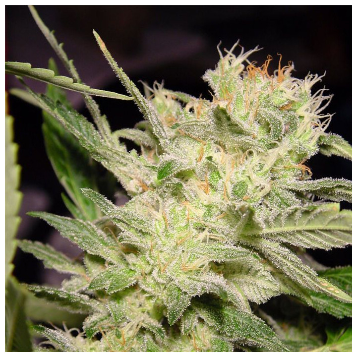 Belladona (Paradise Seeds)