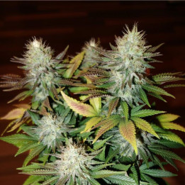 Durga Mata (Paradise Seeds)