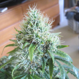 Dutch Dragon (Paradise Seeds)