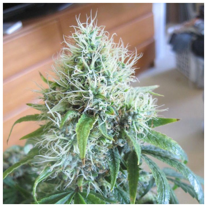 Dutch Dragon (Paradise Seeds)