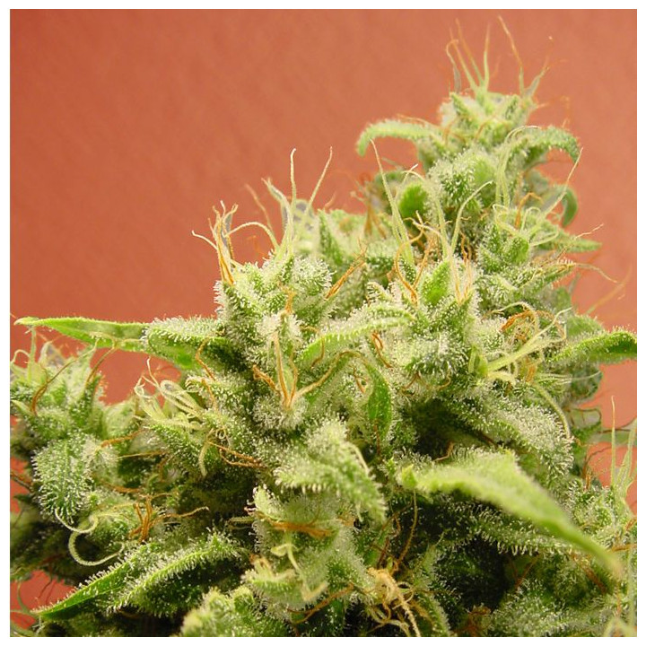 Opium (Paradise Seeds)