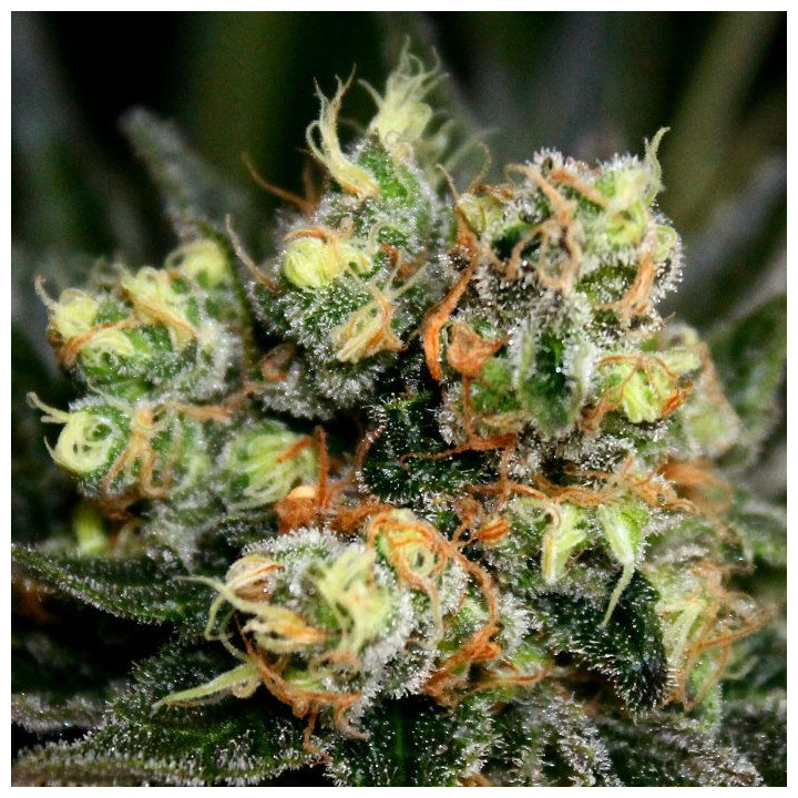 Chocolute F2 (Absolute Cannabis Seeds)