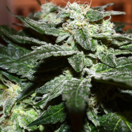 Sensi Star (Paradise Seeds)