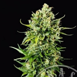 Auto Mass (Grass-o-Matic)