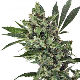 Med Gom 1.0 (Grassomatic)