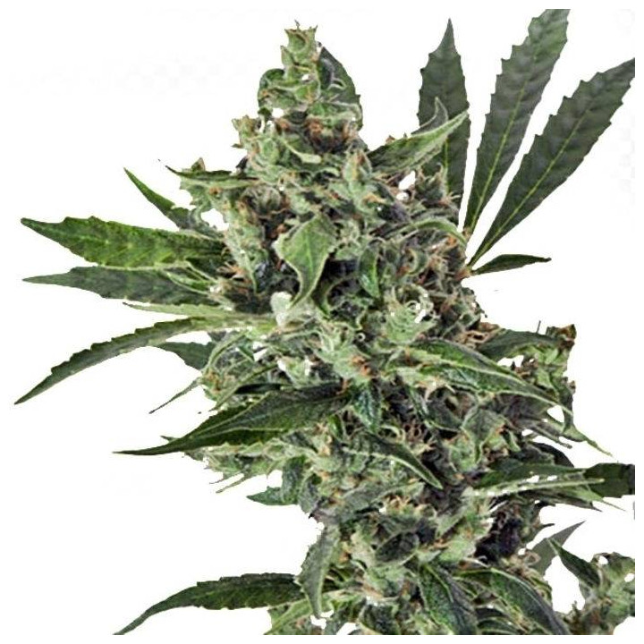 Med Gom 1.0 (Grassomatic)
