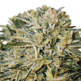 Sugar Gom (Grassomatic)
