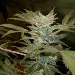 Auto Ak (Grassomatic)