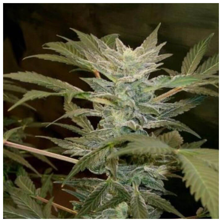 Auto Ak (Grassomatic)