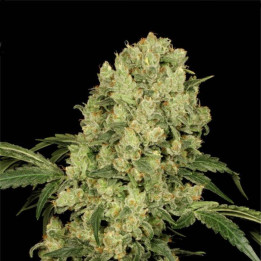Ak-47 regular (Serious Seeds)