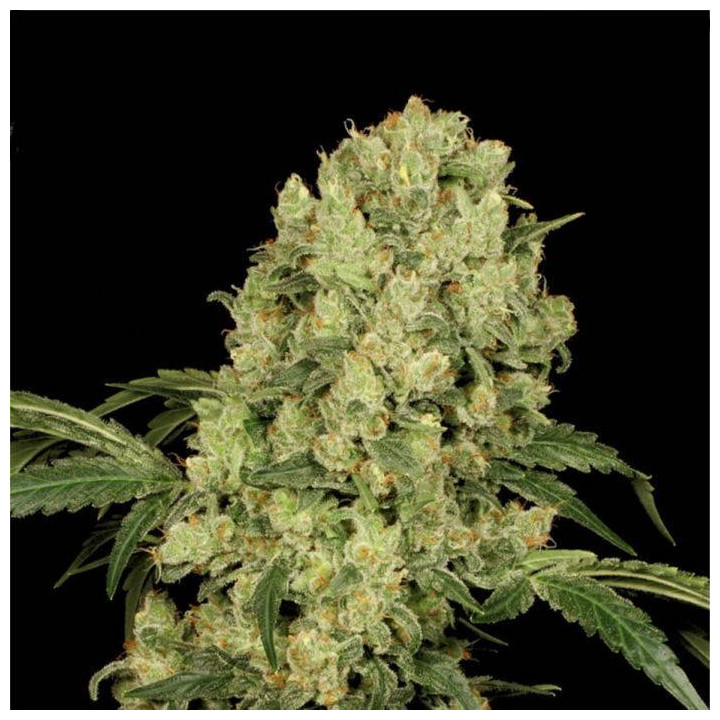 Ak-47 regular (Serious Seeds)