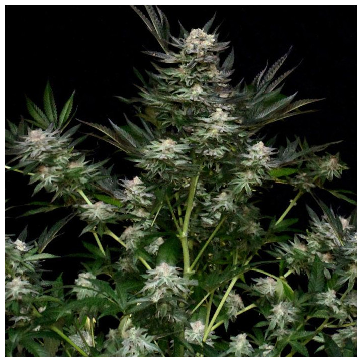 Chocolute F2 (Absolute Cannabis Seeds)