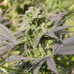 Biddy Early (Serious Seeds)