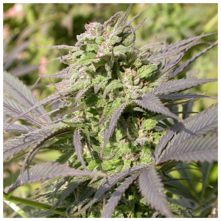 Biddy Early (Serious Seeds)