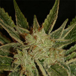 Bubble Gum regular (Serious Seeds)