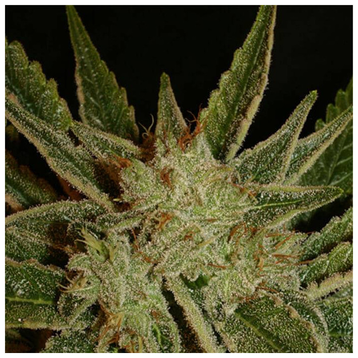 Bubble Gum regular (Serious Seeds)