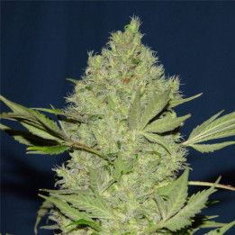 Chronic regular (Serious Seeds)
