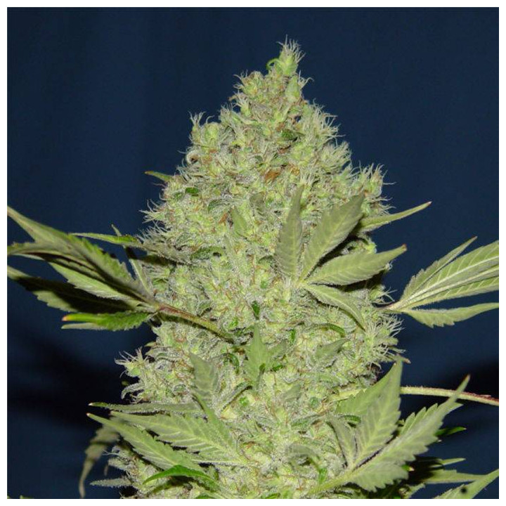 Chronic regular (Serious Seeds)