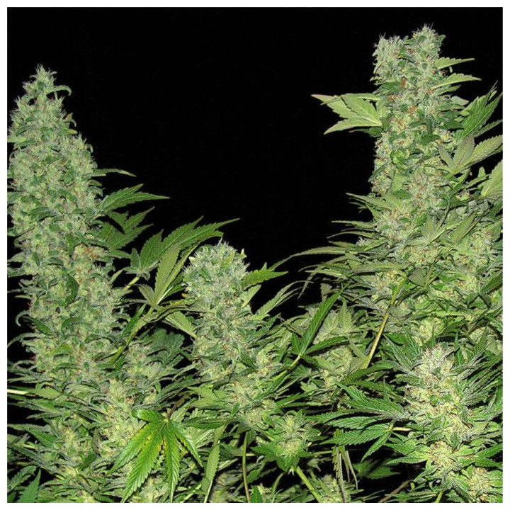 Double Dutch (Serious Seeds)